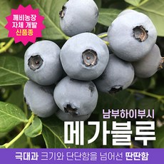 추천10블루베리묘목재배