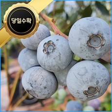 생블루베리1키로