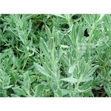 허브(Herb)/채소식물 마리노라벤더 갈색플라스틱모종 4개 (L0292)