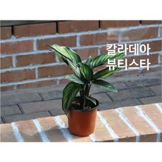 관엽/구근식물 뷰티스타 갈색플라스틱모종 2개 (L0558)