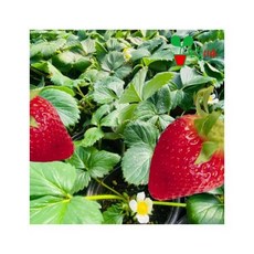 킹스베리 딸기 모종 (대품)