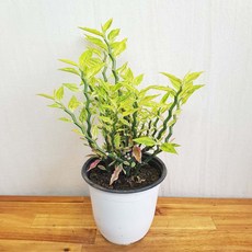 대은룡
