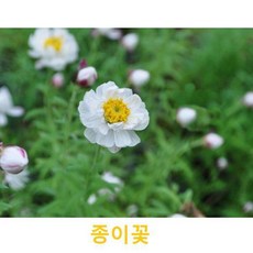 야생화/초화식물 - 종이꽃 갈색플라스틱모종 4개 (L0595)