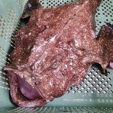 남해안 손질 아귀 2마리 아귀찜 아귀탕 아구, 1개, 2kg