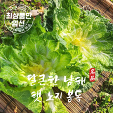 해풍맞아 달큰한 남해 노지 봄동, 1박스, 1kg