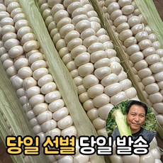 괴산대학찰미백옥수수24년수확예약