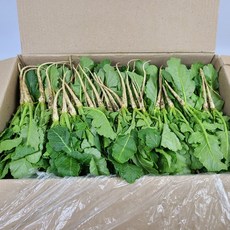 영호네농산물 포천열무 나물열무 어린열무 아기열무 4kg, 1개