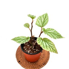 베고니아스노우캡