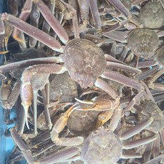 동해킹크랩파는곳추천