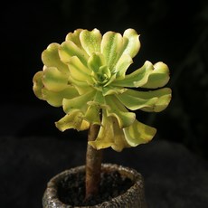 c12f2f78d00e8579daf896104c18fc16f307e12dc07ab69cec5a7cc7e59c.jpg