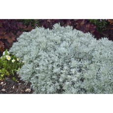 은쑥 Artemisia schmidtiana 노지월동 인테리어 플랜테리어 서비내, 1개