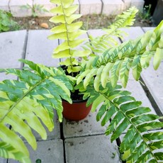 무늬보스턴고사리