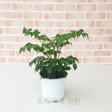 구상나무트리