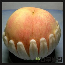 (나무농장) 복숭아나무 백도(경봉) 결실주 분, 1개