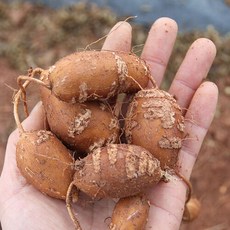 해남 달망 슈퍼아피오스 인디언감자, 중+소 사이즈, 1개, 1.5kg