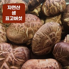 국내산 자연산 생 표고버섯 국산 참나무 표고버섯 경북청송, 1개, 3kg