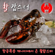 캐나다에서 온 황제 활랍스터 바닷가재 600g~1kg 항공특송, 항공직송 캐나다에서 자란 활랍스터 1kg 내외, 1개