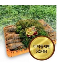 자연농법 무농약 고씨네농가 강원도더덕 도라지 야생더덕 면역력강화 더덕5호특, ONE COLOR, ONE SIZE