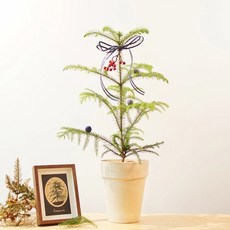 아라우카리아대형