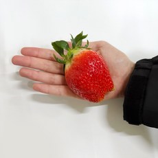 프리미엄 제철 딸기 킹스베리 과일 선물세트 특사이즈 500g (개별 36g 이상) 설 설날 명절, 1개