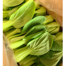 국내산 싱싱한 청경채, 500g, 1개