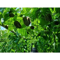 2023 햇 하늘마 열매마 넝쿨마 우주마 1kg 판매, 하늘마/열매마 (혼합 개별포장) 1kg, 1개