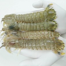 급냉 자연산 갯가재, 2세트, 1kg(20-25미)