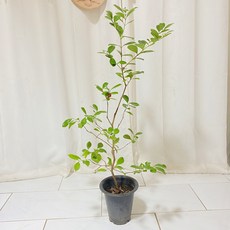 추천9구아바나무