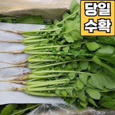 [당일수확] 어린 열무 아기 열무 공품 열무, 1박스, 어린 열무 8kg