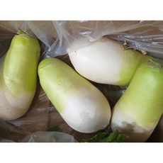 제주도 월동무 세척무 제주무, 10kg, 1개