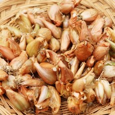 쪽파씨 (소/중/대/특대) 국내산쪽파 쪽파씨 쪽파종구 쪽파종자 쪽파씨앗, 100g