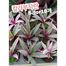 싱고니움레드스팟트리컬러