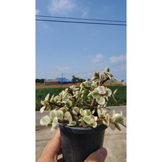고무신다육이키트