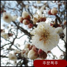 운용매화 분 3년생 개화주 키움 관상수