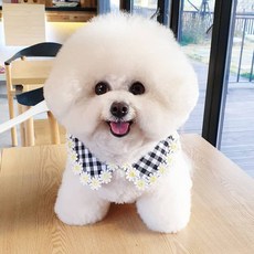 강아지옷뜨기