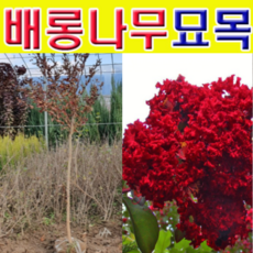 배롱나무다이너마이트
