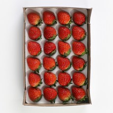 [만식이] 설향 금실 고랭지 딸기 350g~380g내외, 1개, 겨울딸기 소과 (380g내외)1팩_30구
