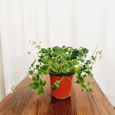 사랑초키우기