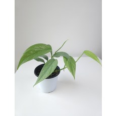 에피프레넘피나텀