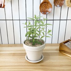 허브딜키우기