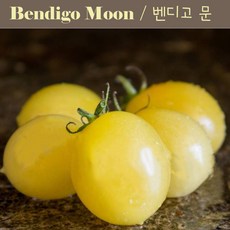 벤디고 문 Bendigo Moon 달콤하고 희귀토마토 방울 토마토 씨앗 교육 체험용