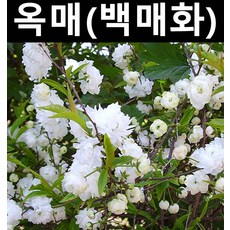 옥매화(백매화) 접목1년(뿌리) 1개/나무 묘목/활엽수/정원용