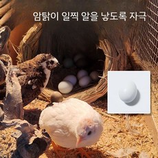 메추리 모조알 닭 모형 계란 부화용 부화기 달걀, 모조 달걀 2개