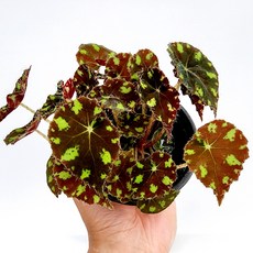 베고니아키우기