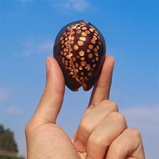 고위광디리러바