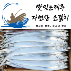 갈치4지