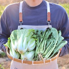 열무 얼갈이 배추 2kg 4kg 산지직송 당일배송, 1개, 열무 2kg