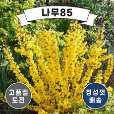 개나리54160-1