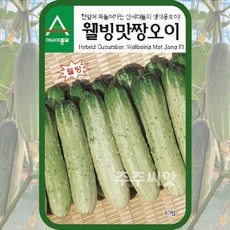 스낵오이 씨앗 40립 / 미니오이 종자 텃밭가꾸기 채소심기 채소키우기 웰빙맛짱, 1개