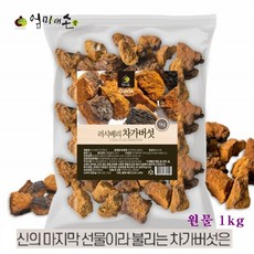 자작나무상황버섯